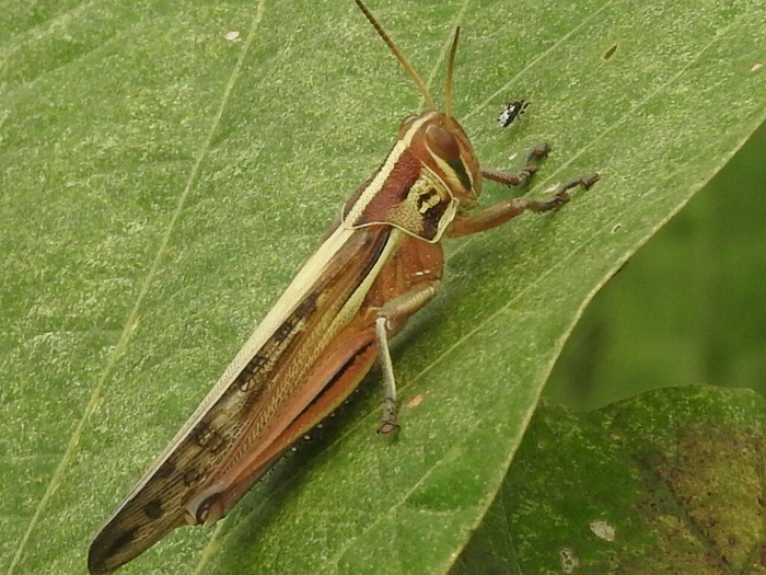 RSCN8712
