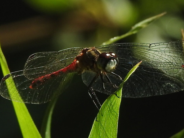 RSCN9042