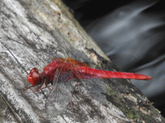 RSCN6272
