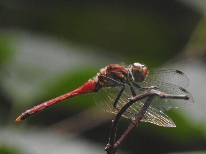 RSCN7849