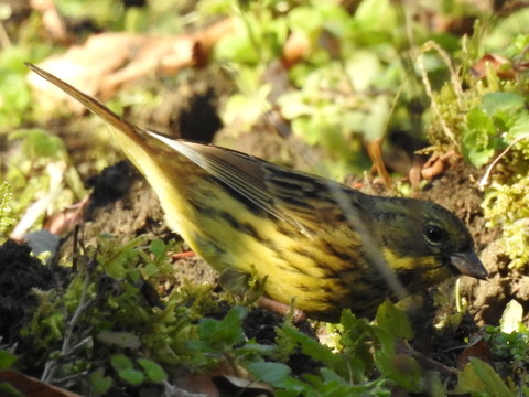 RSCN6868