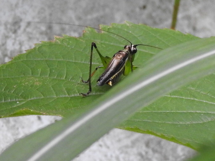 RSCN8796