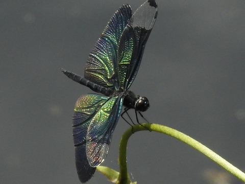 RSCN4485