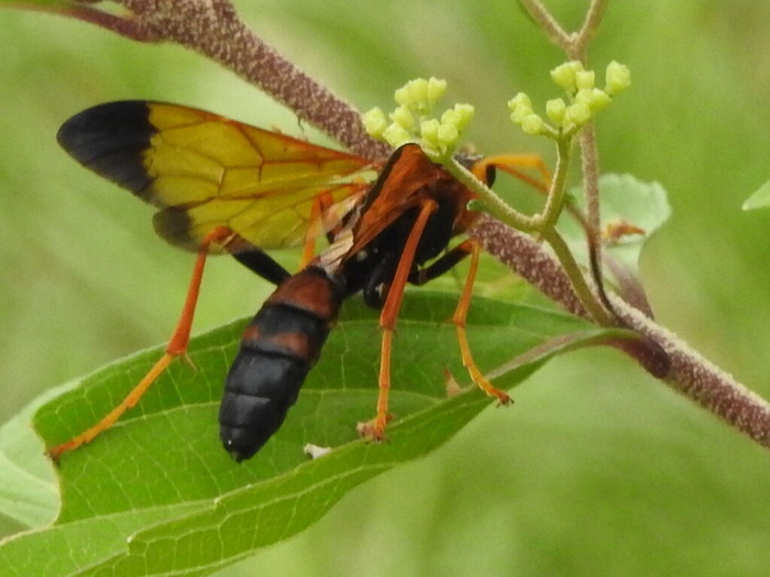 RSCN5733