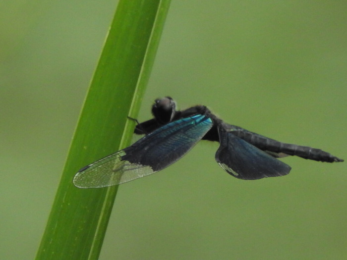 RSCN6831