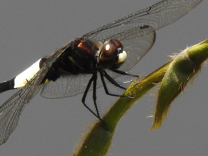 RSCN5672