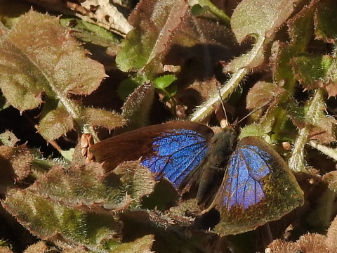 RSCN0533