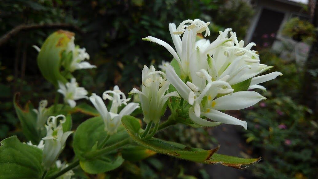 白と黄色のホトトギス10 13 ノリスケのフォト日記