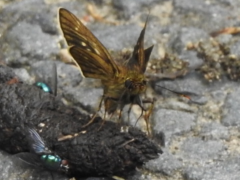 RSCN2589
