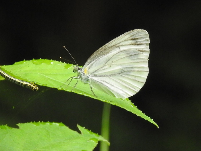 RSCN5612