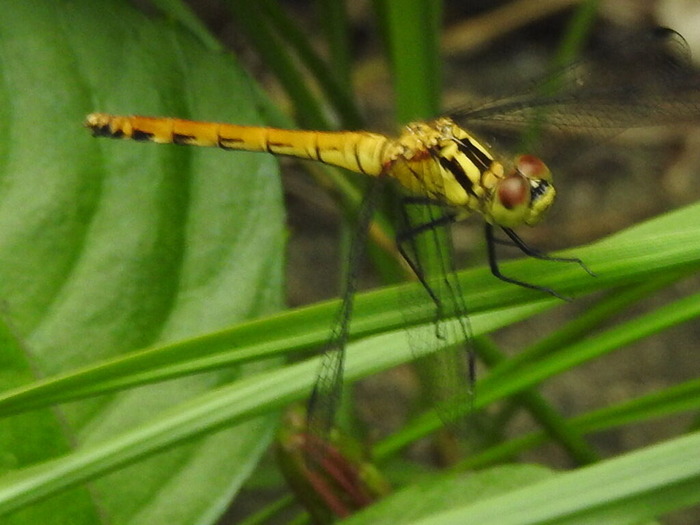 RSCN6923
