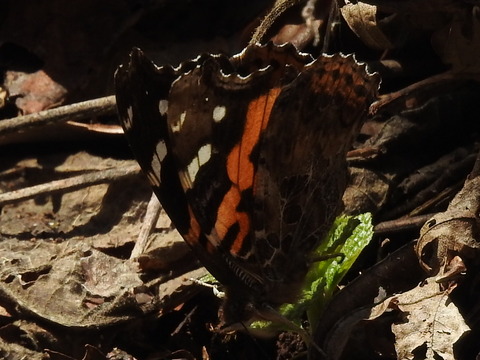 RSCN0609
