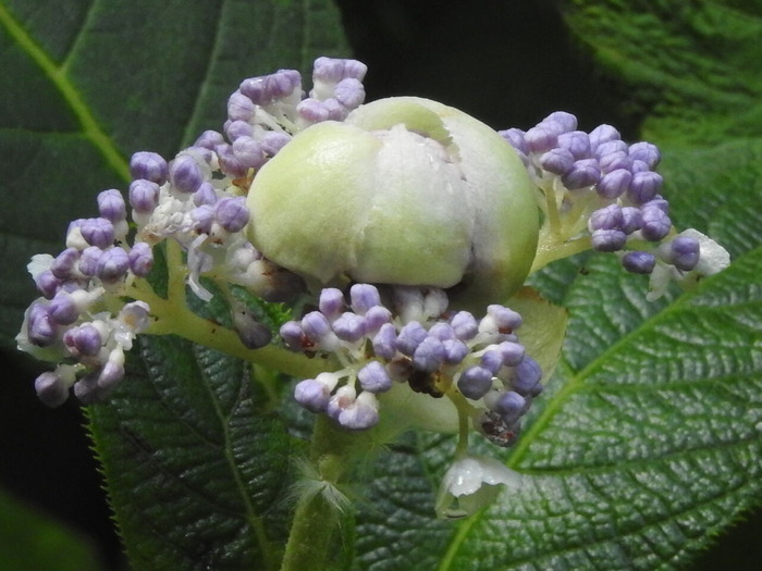 RSCN6190