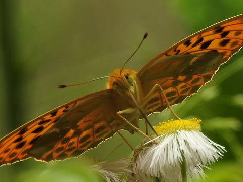 RSCN2633