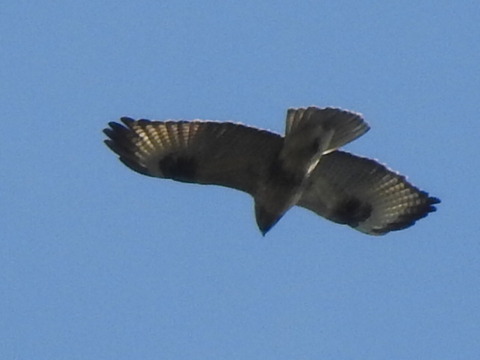 RSCN7899