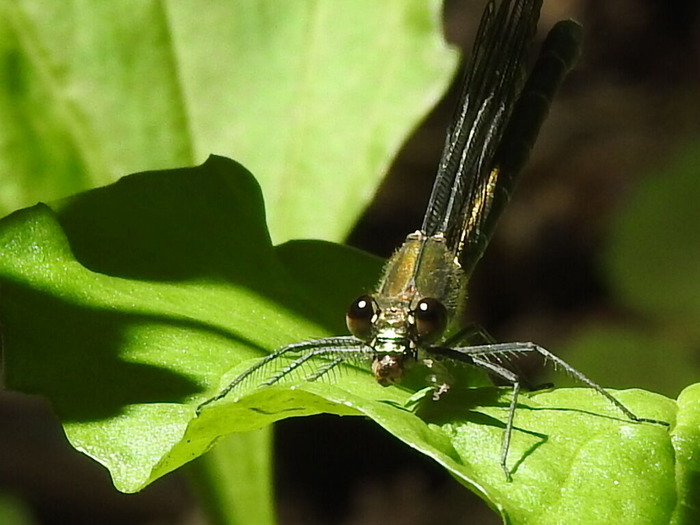 RSCN6227
