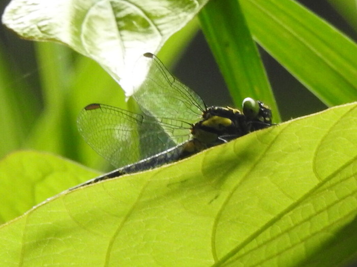 RSCN5607