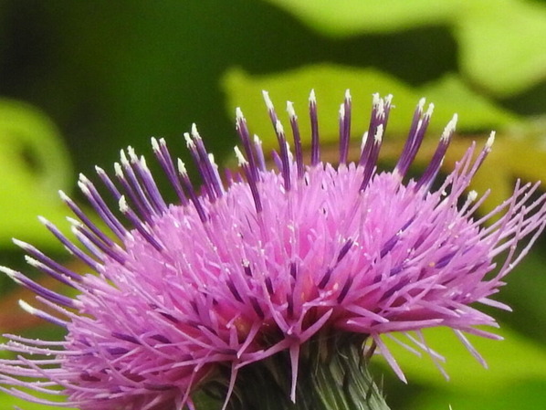 RSCN7336