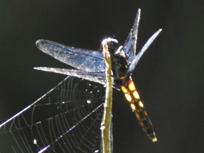 RSCN6641