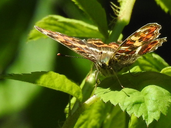 RSCN7263