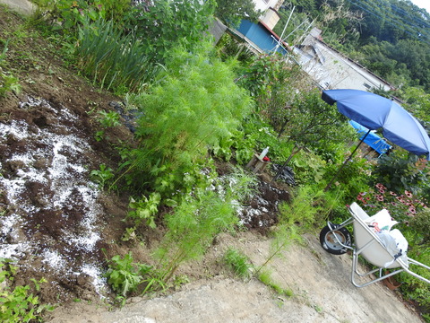 DSCN4685