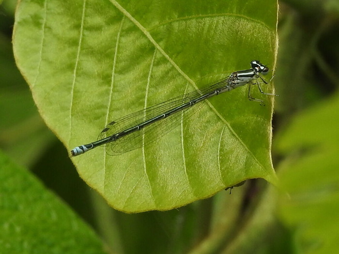 RSCN5629