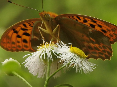 RSCN2631
