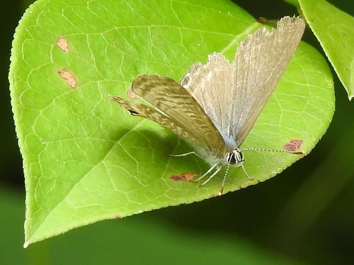 RSCN5754