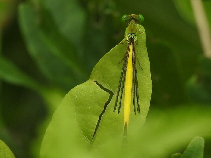 RSCN5829