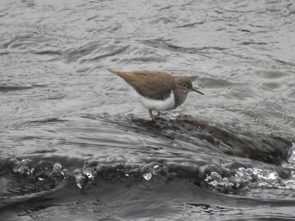 DSCN2309