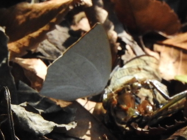 RSCN0419
