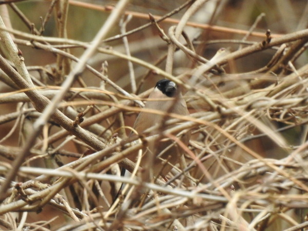 DSCN3424