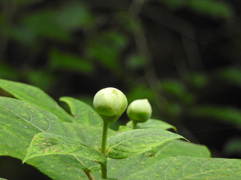 DSCN0591