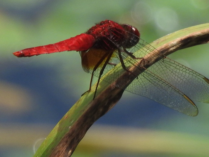 RSCN7722
