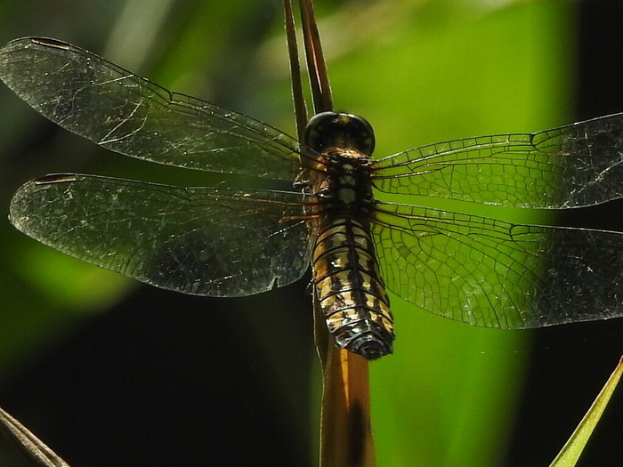 RSCN6692