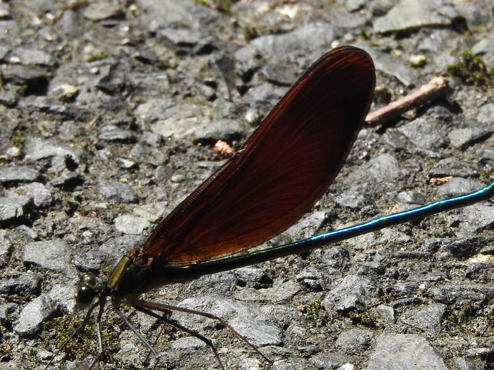 RSCN5500