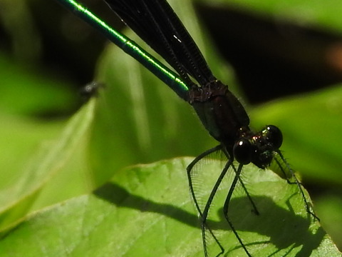 RSCN4234