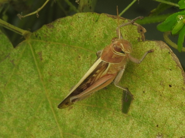 RSCN1097