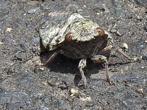RSCN4243