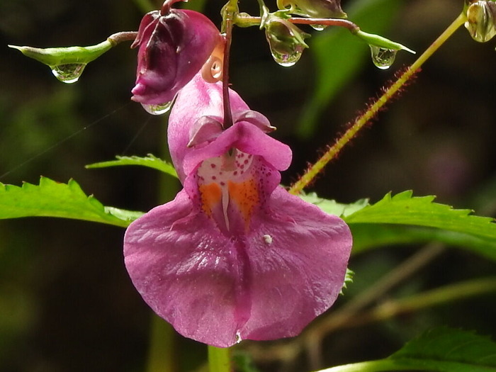 RSCN8822
