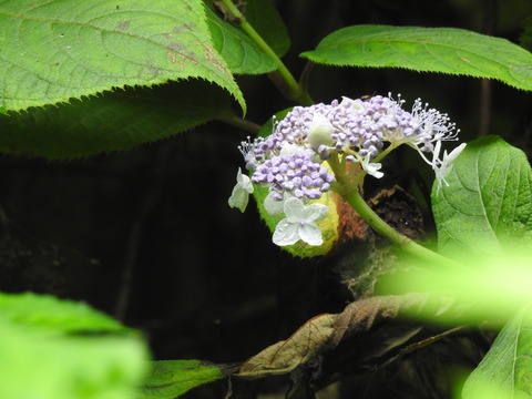 DSCN0589