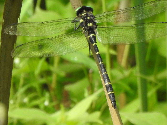 RSCN7386
