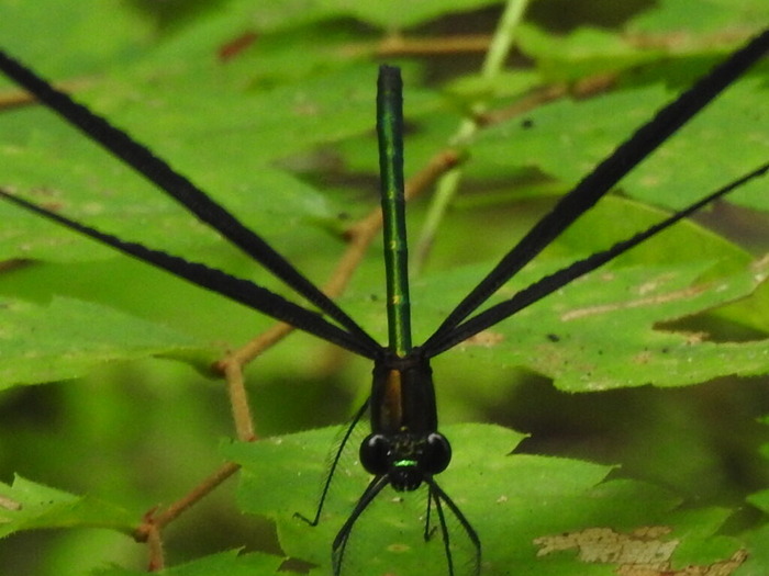 RSCN5510