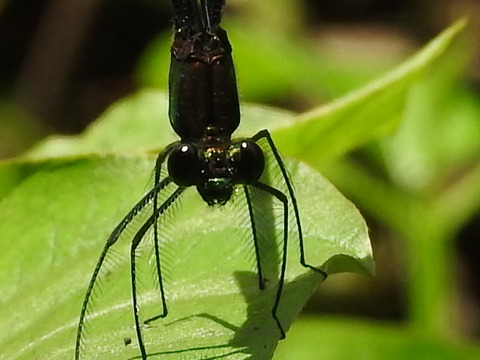 RSCN4233