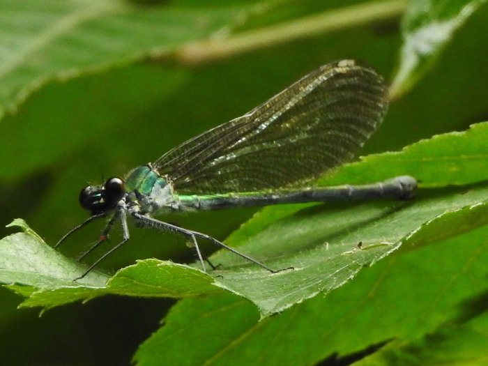 RSCN5877