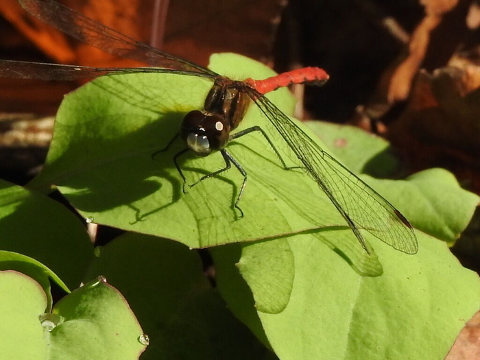 RSCN9732