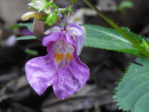 RSCN0623