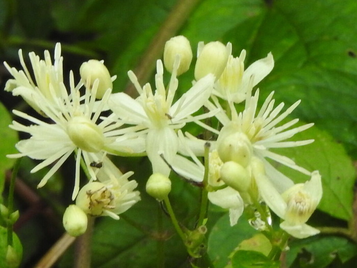 RSCN7644