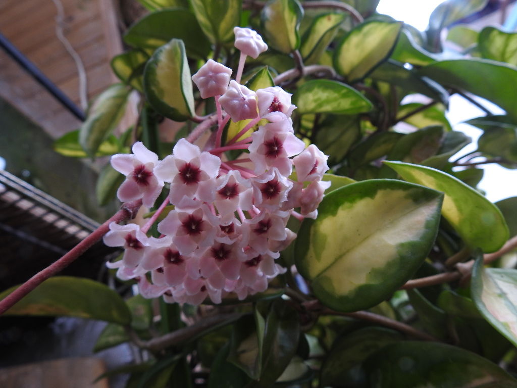 ホヤが咲く7 ノリスケのフォト日記 ホヤが咲く7 ノリスケのフォト日記