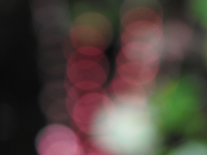 DSCN7032